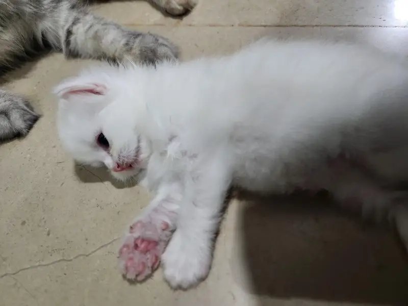 tabby Persian 3 white ha 1 fawn ha — photo 7