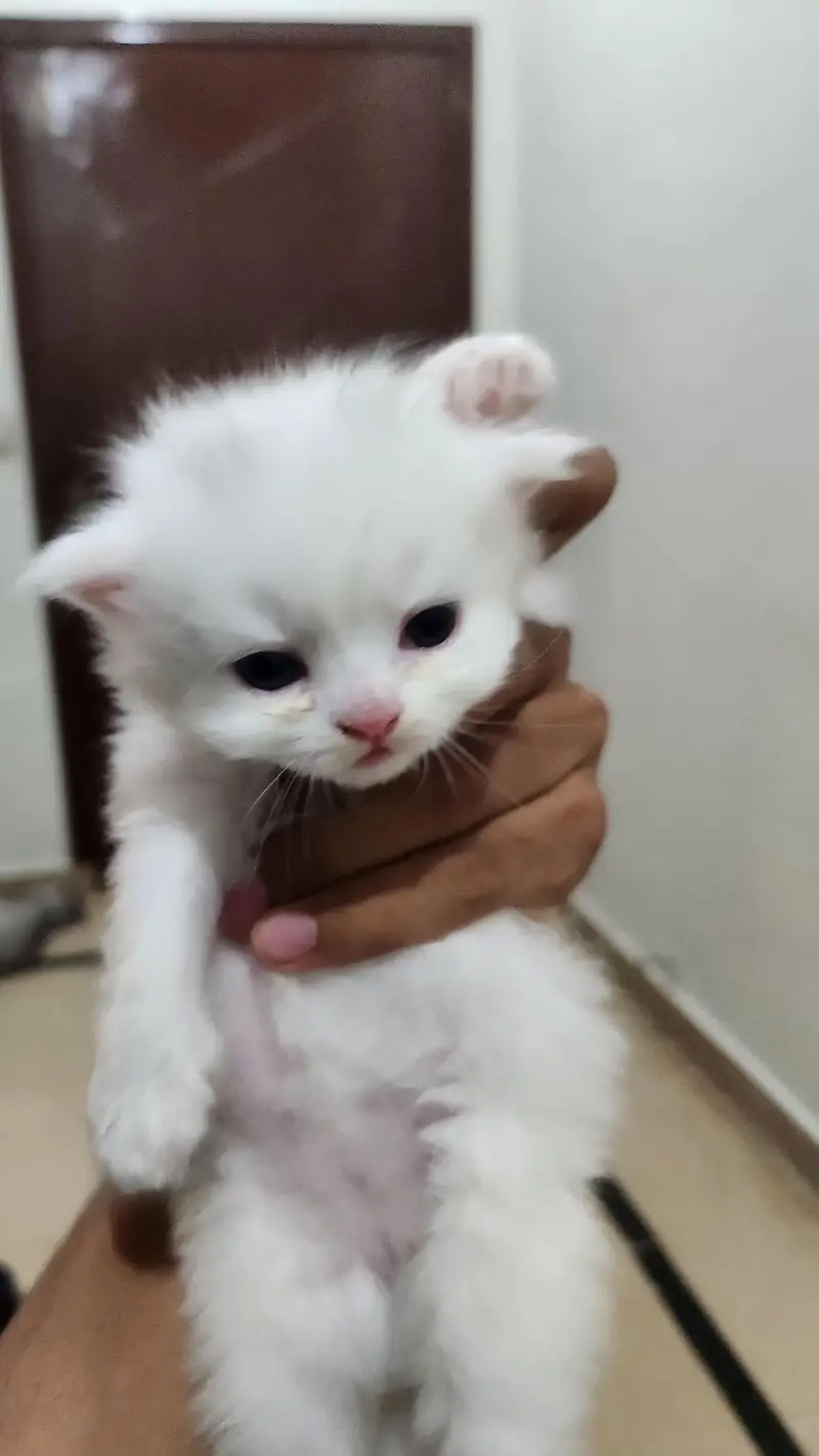 tabby Persian 3 white ha 1 fawn ha — photo 8