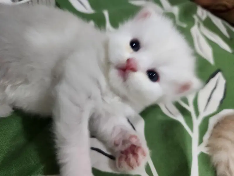 tabby Persian 3 white ha 1 fawn ha — photo 9