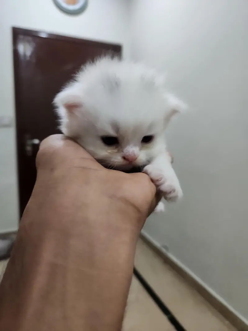 tabby Persian 3 white ha 1 fawn ha — photo 10