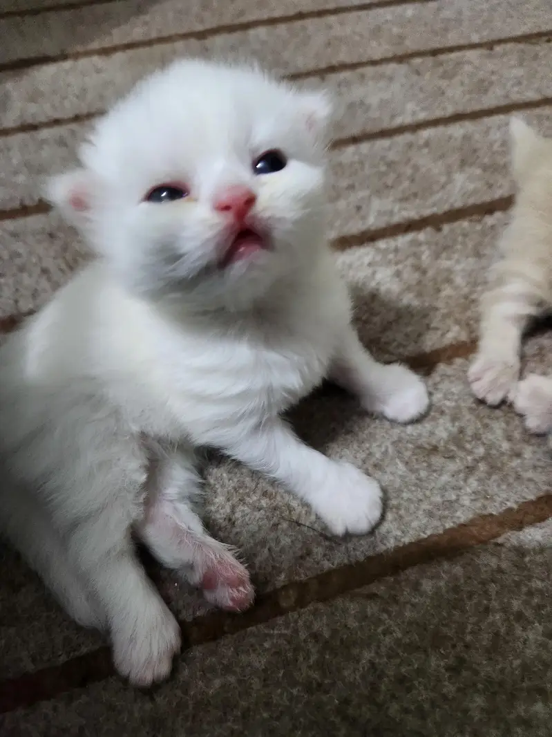 tabby Persian 3 white ha 1 fawn ha — photo 11