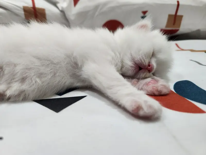 tabby Persian 3 white ha 1 fawn ha — photo 12