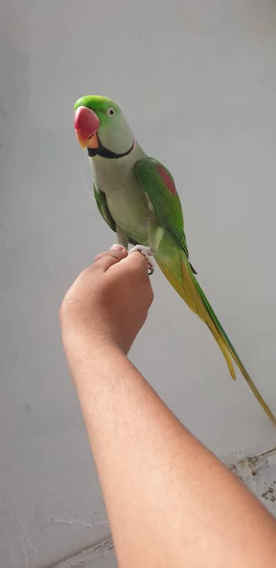 Raw Male Tame