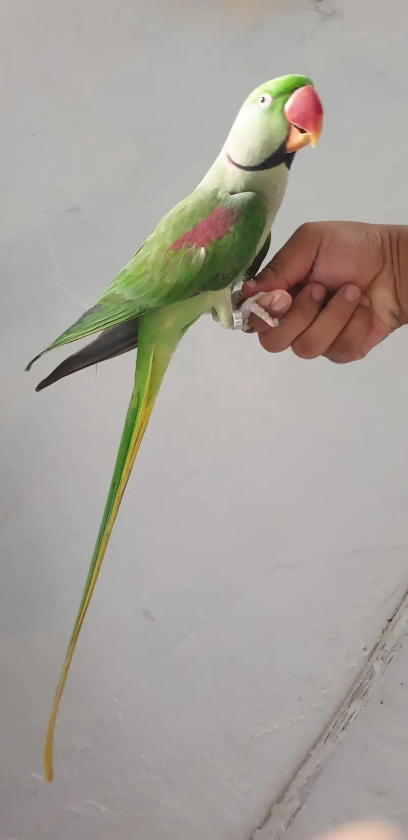 Raw Male Tame — photo 2