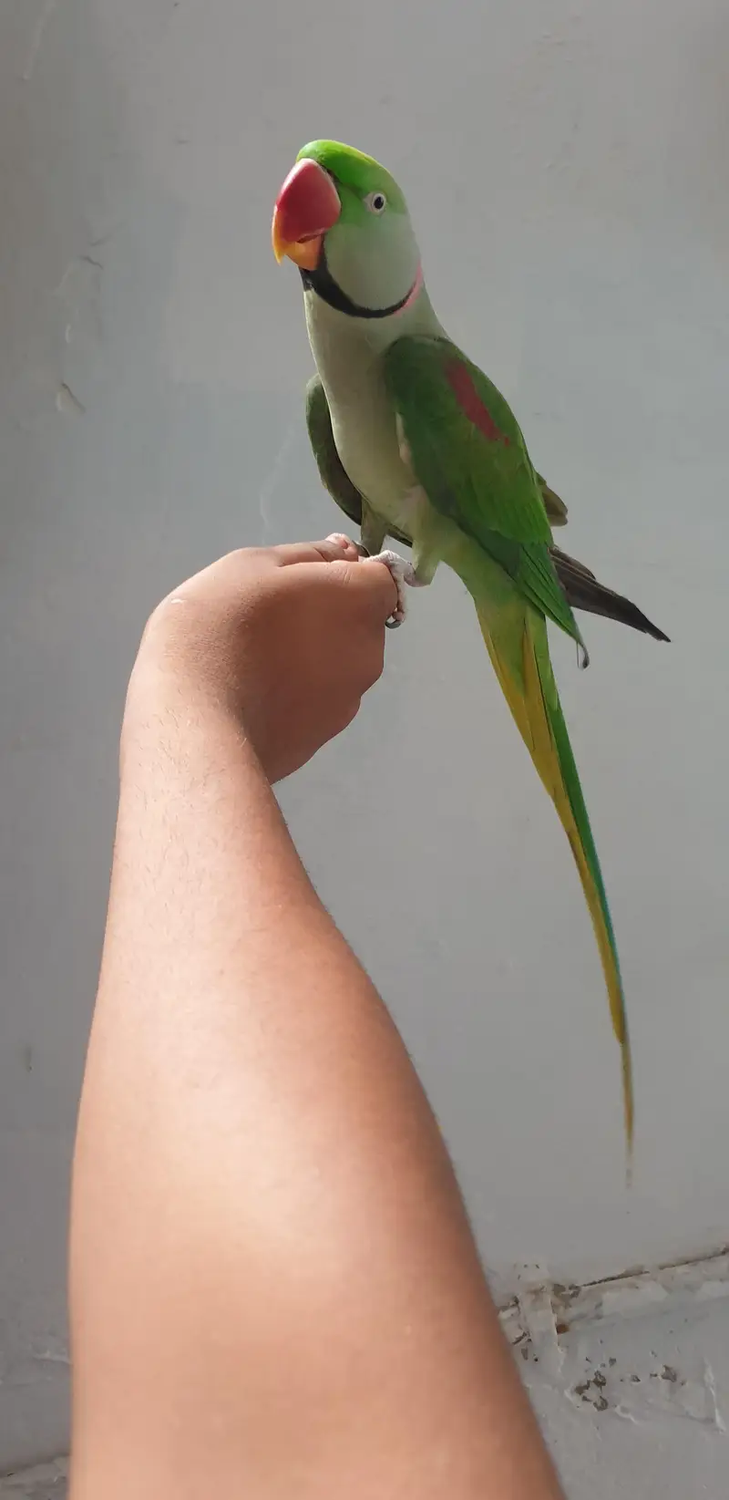 Raw Male Tame — photo 3