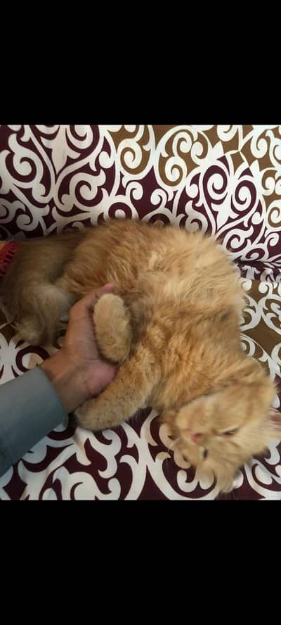 Brown Triple Coated Persian Cat
