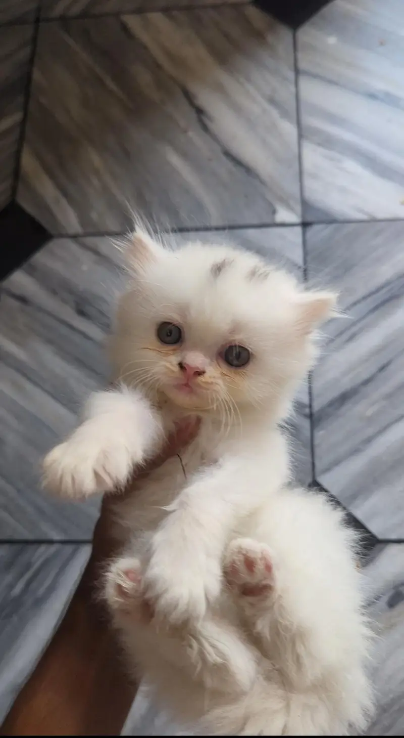 Persion kittens for sale Triple coated | very humble and friendly — photo 2
