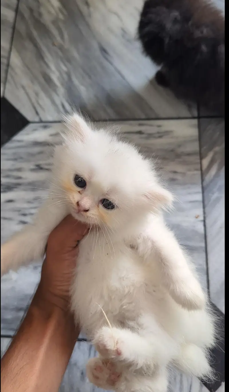 Persion kittens for sale Triple coated | very humble and friendly — photo 3