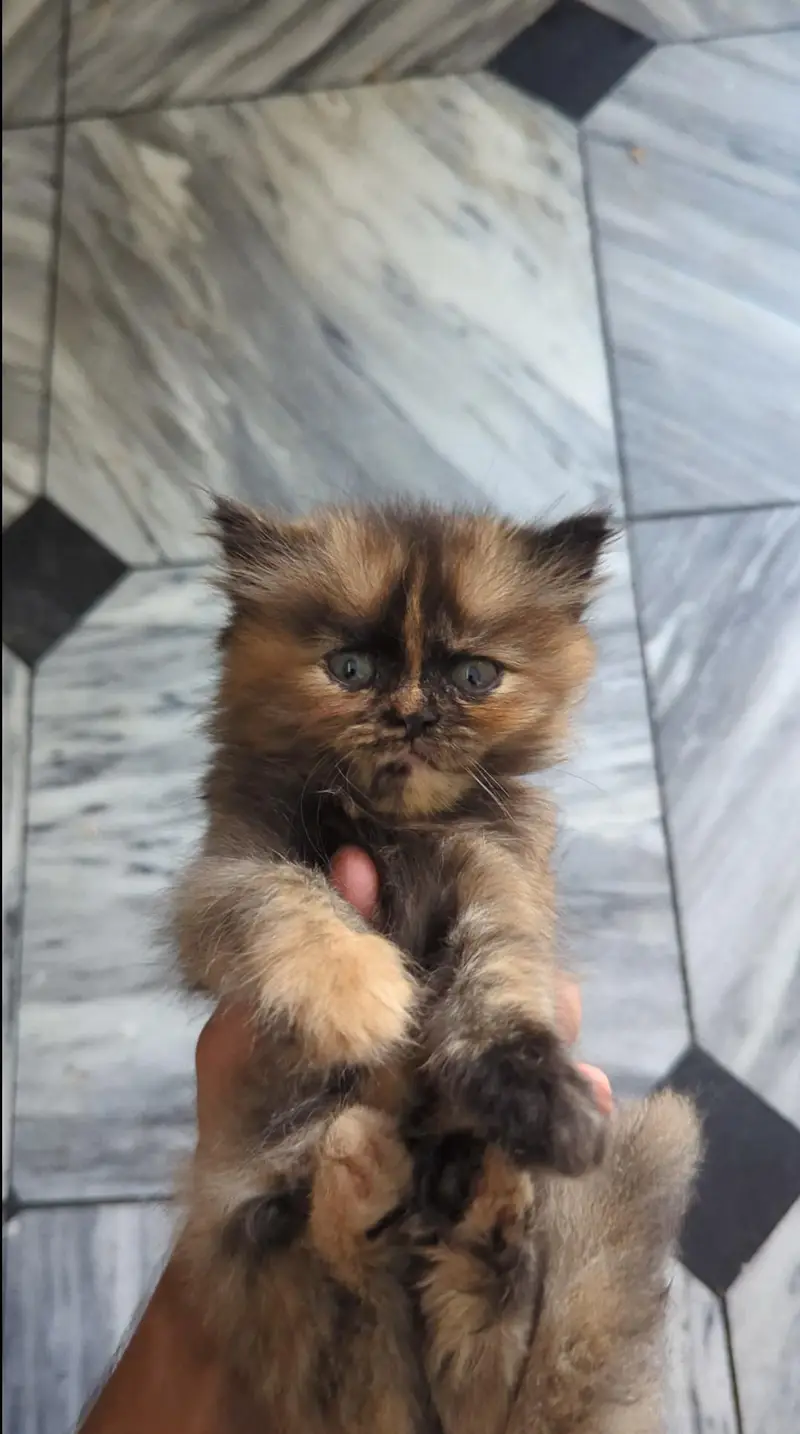 Persion kittens for sale Triple coated | very humble and friendly — photo 4