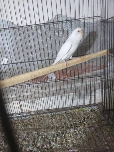 huge King size breeder pair