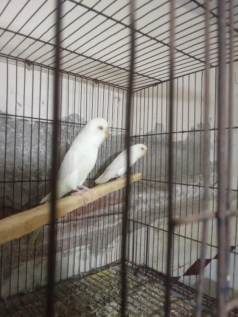 huge King size breeder pair — photo 2