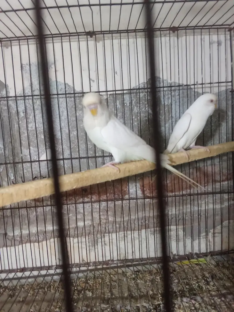 huge King size breeder pair — photo 4