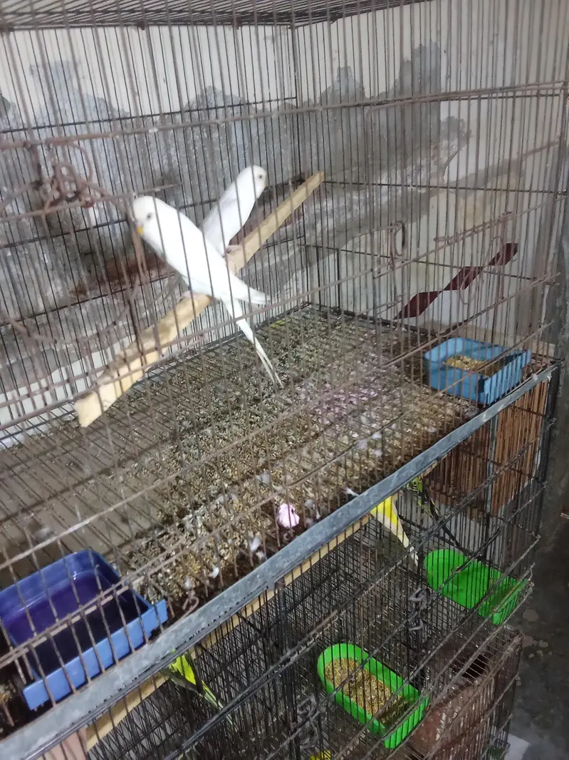 huge King size breeder pair — photo 5