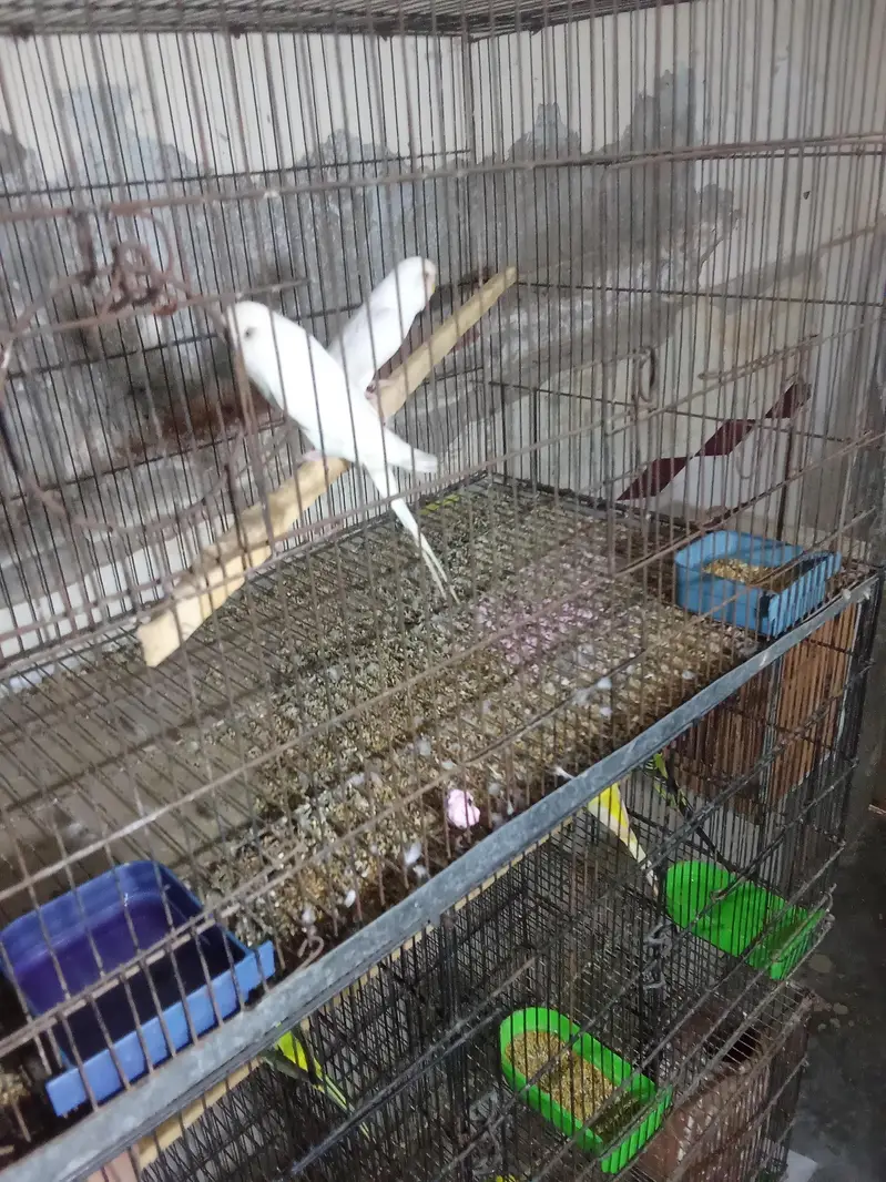 huge King size breeder pair — photo 6