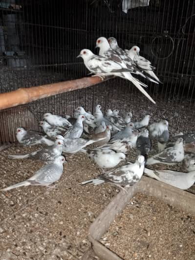 Diamond Pied or Blue Pied Dove avilable
