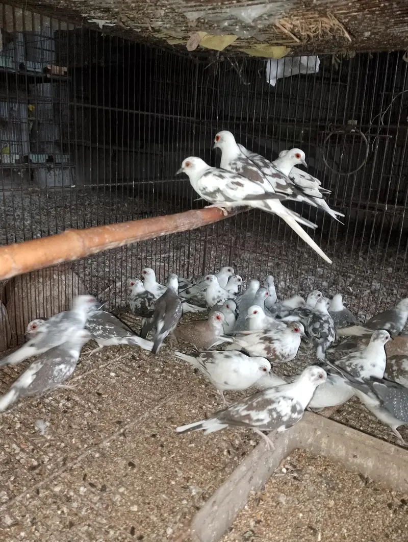 Diamond Pied or Blue Pied Dove avilable — photo 2