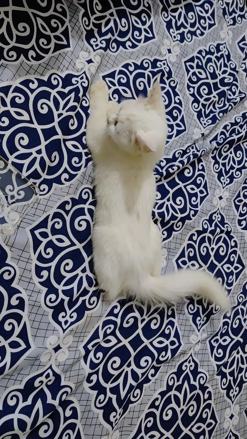 Beautiful White Turkish Angora-Type Female Kitten — photo 2