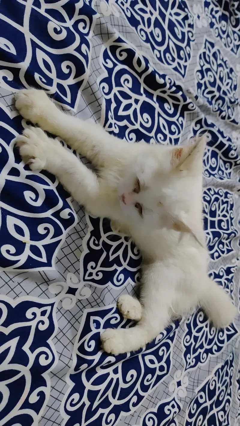 Beautiful White Turkish Angora-Type Female Kitten — photo 3