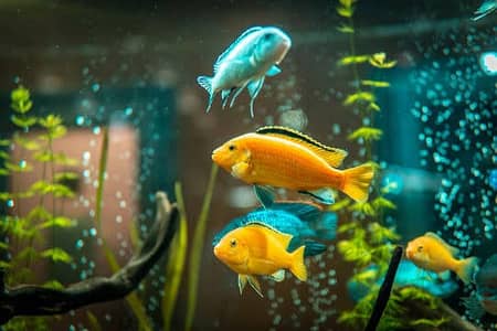 All fish Big discount offer 03268301979