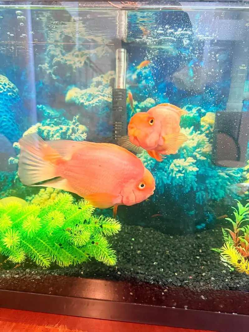 All fish Big discount offer 03268301979 — photo 8