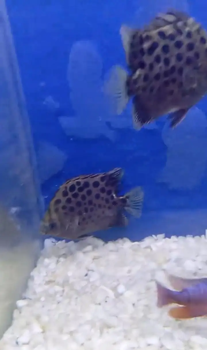 All fish Big discount offer 03268301979 — photo 12