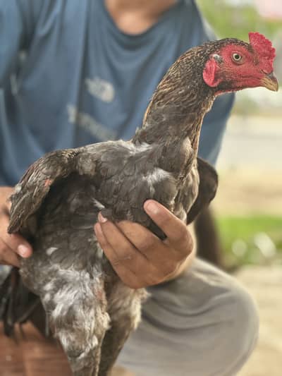 Aseel