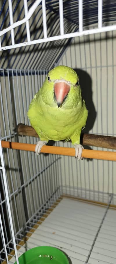 Green ring neck parrot