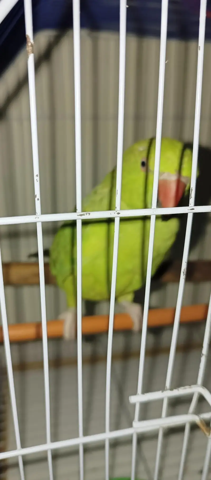 Green ring neck parrot — photo 2