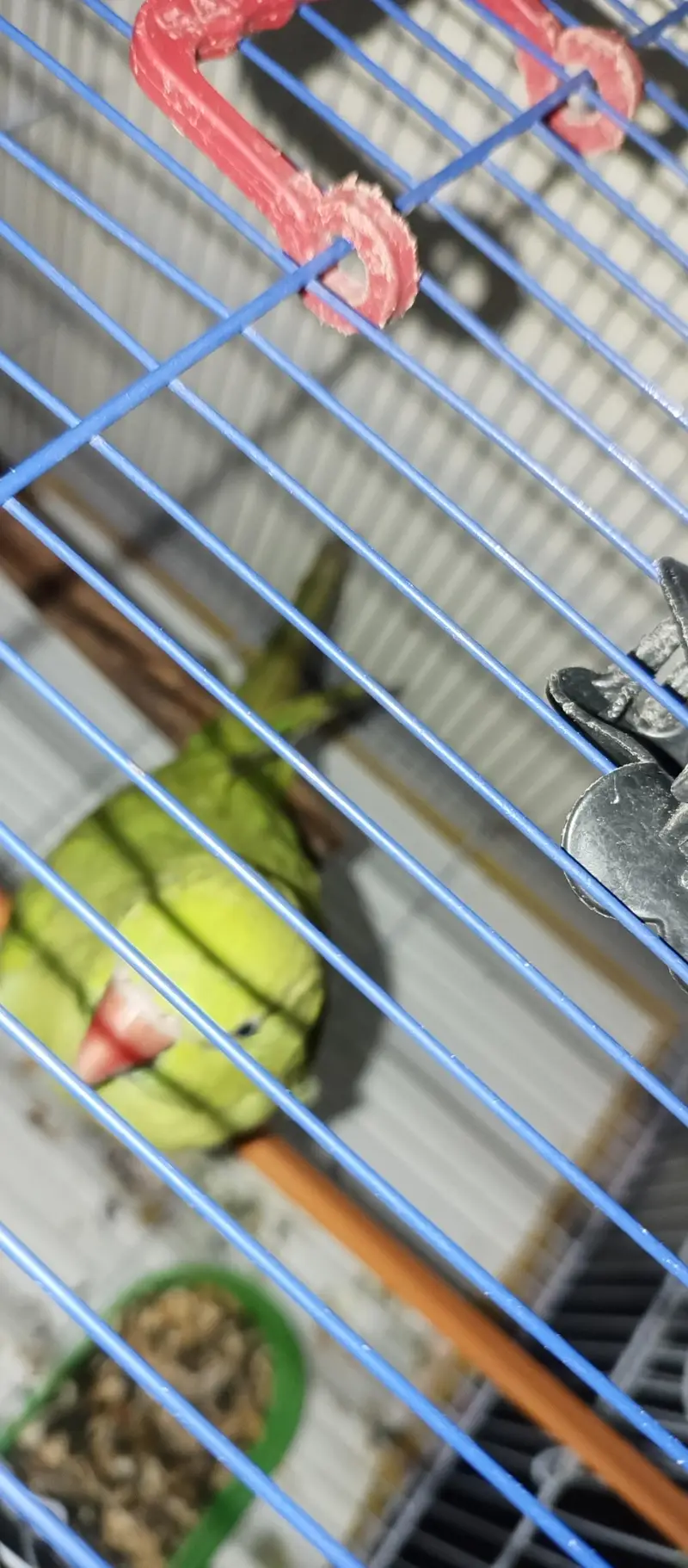 Green ring neck parrot — photo 3