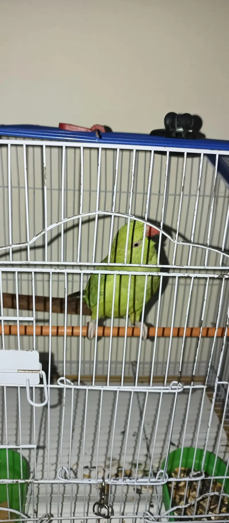 Green ring neck parrot — photo 4