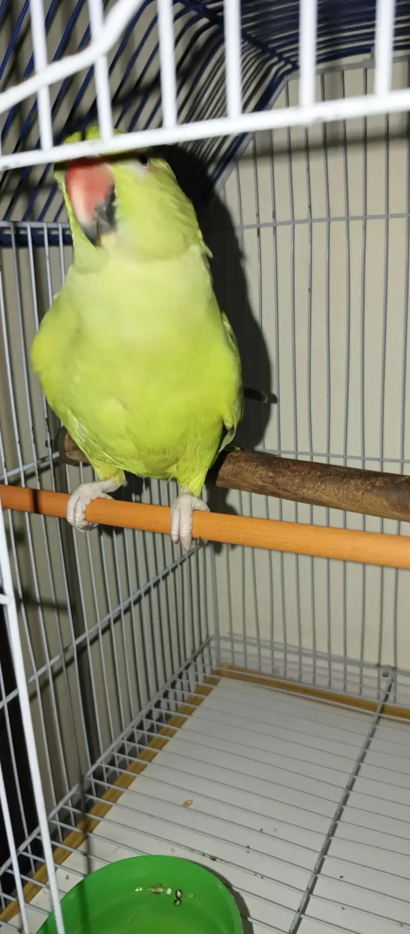 Green ring neck parrot — photo 5