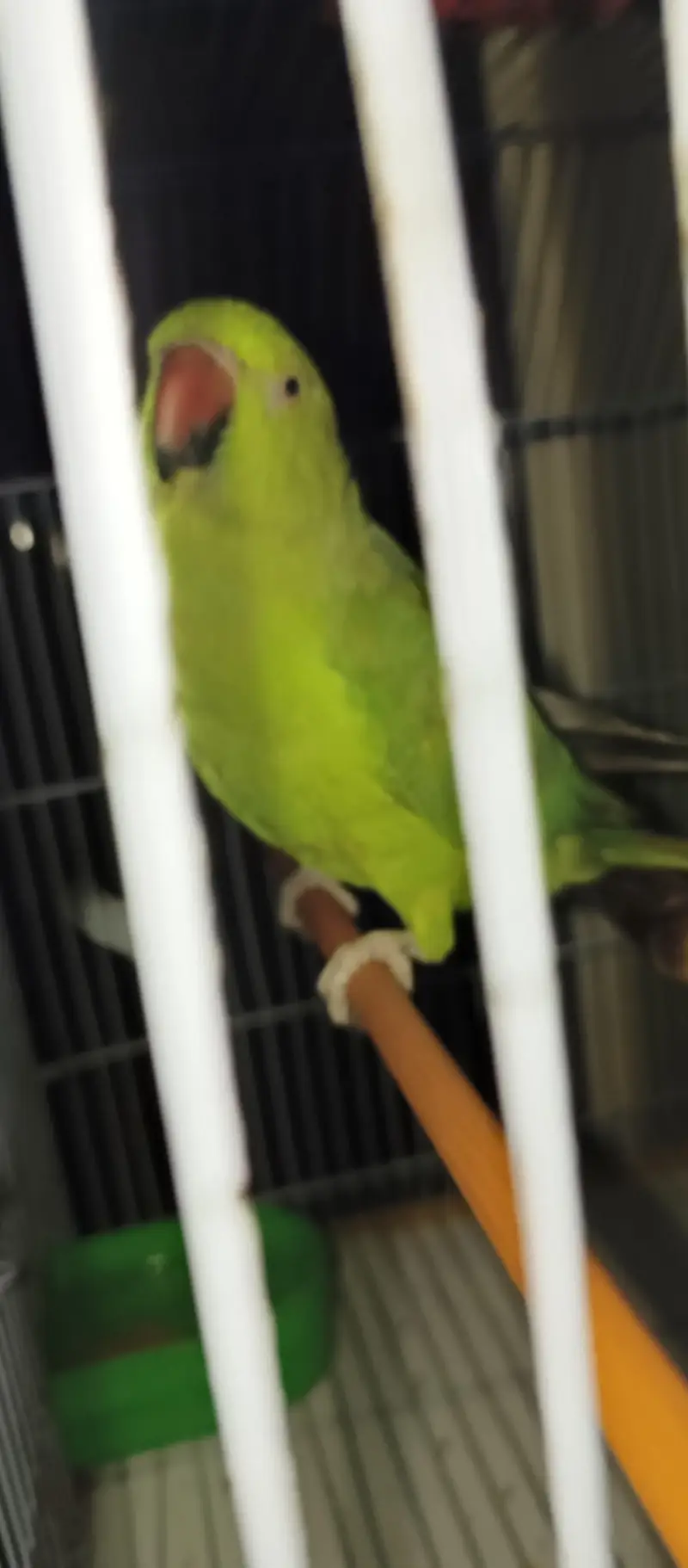 Green ring neck parrot — photo 6