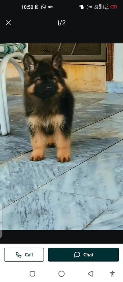 German Shepherd puppy for sale