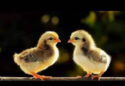 golden misri chicks  available