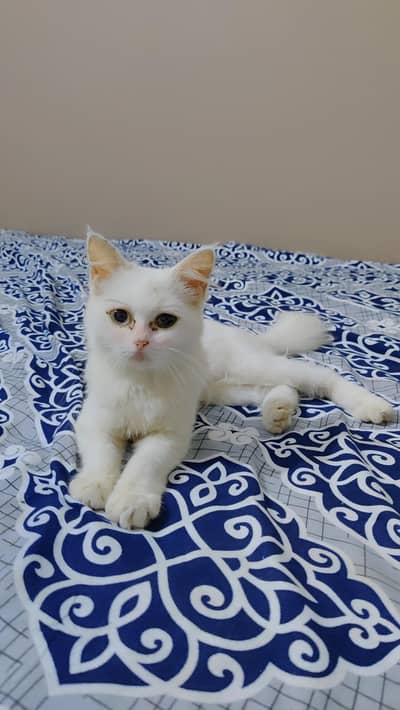 Turkish Angora Type / Angora Mix Gender: FemaleBeautiful White Turkish