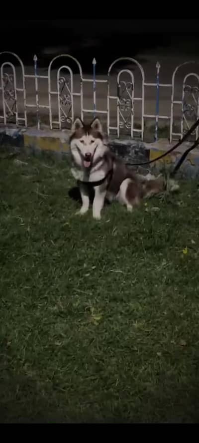 Dog 