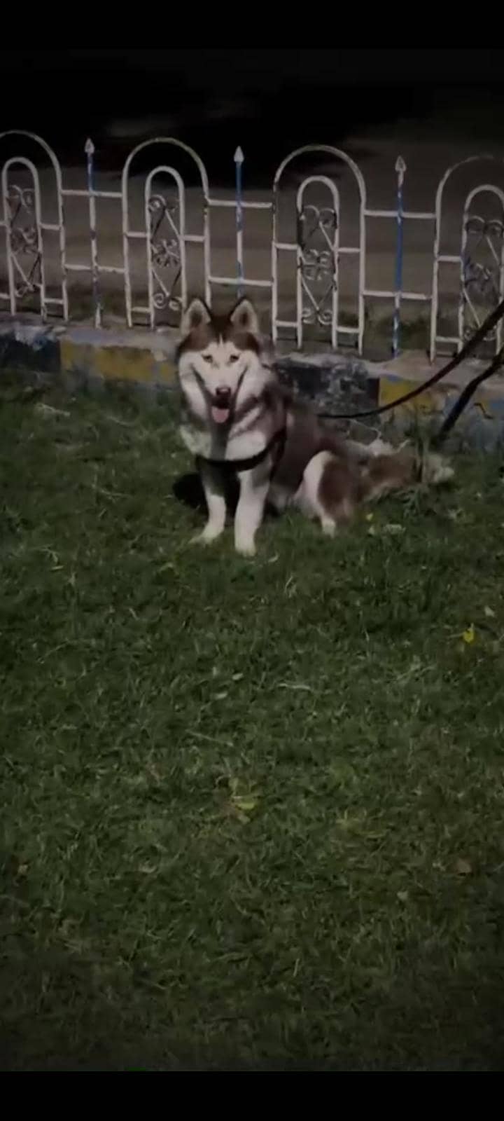 Dog  0