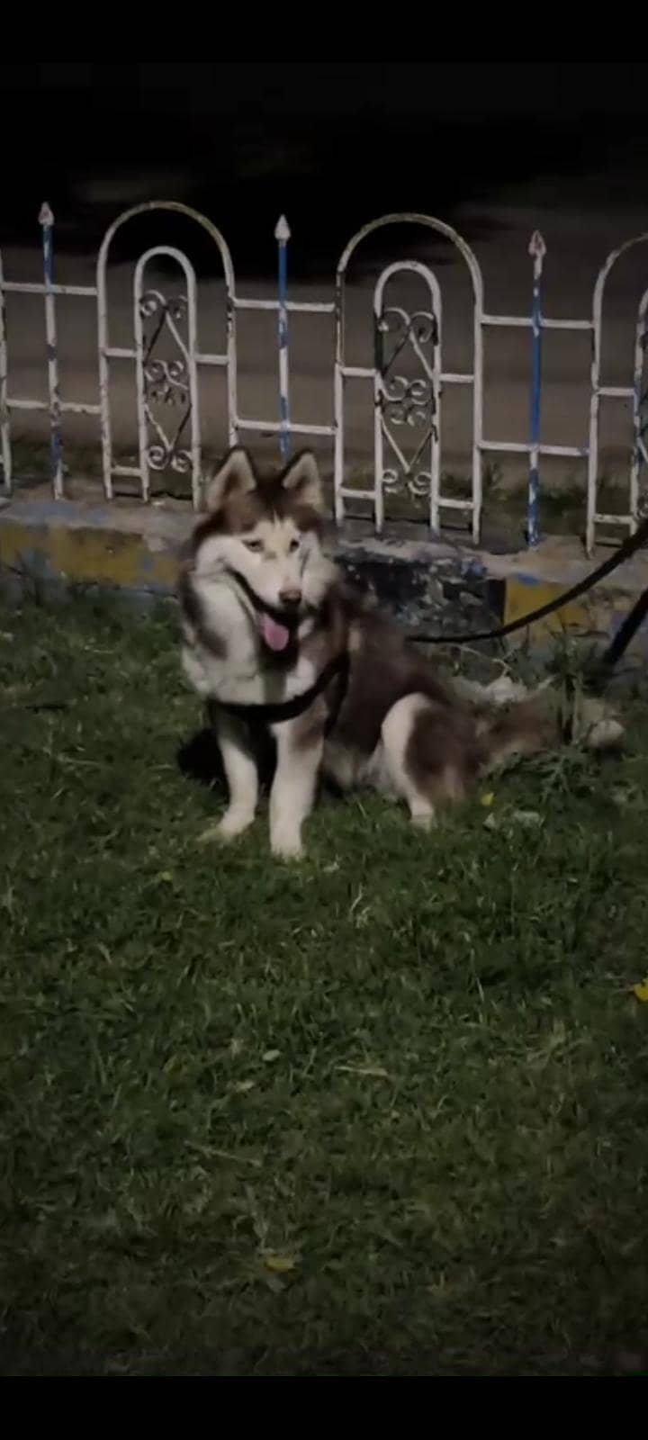 Dog  1