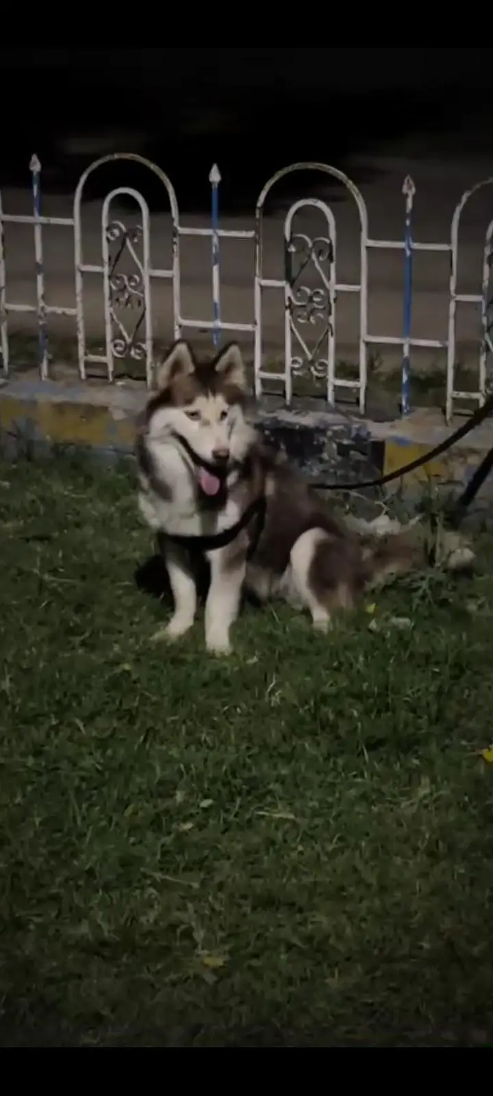 Dog  — photo 2