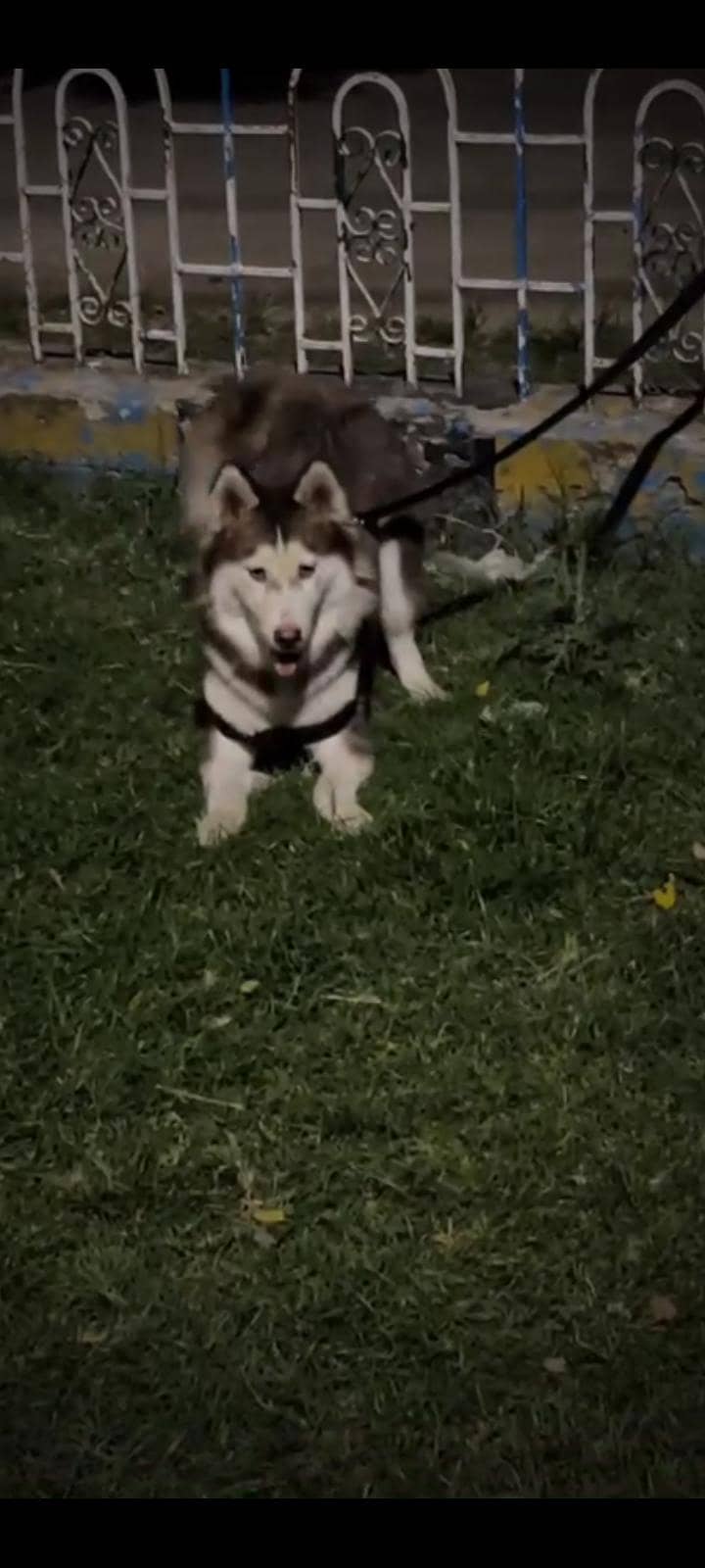 Dog  2