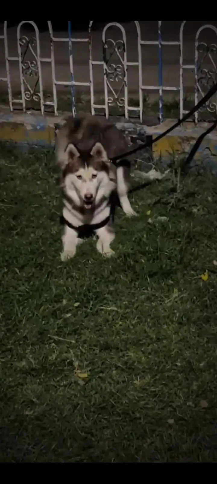 Dog  — photo 3