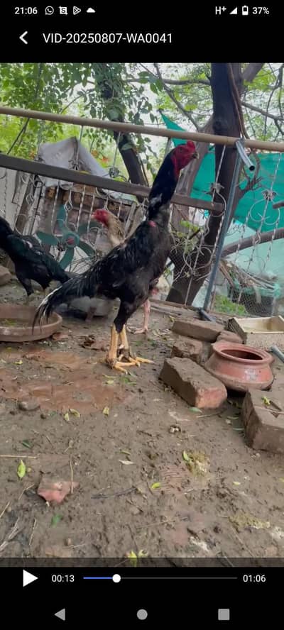 shamo eggs available per Pec 1000 rupa cont 03462018510