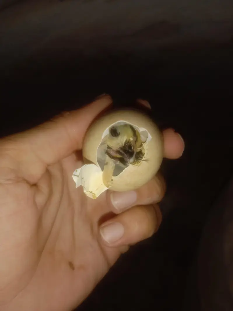 shamo eggs available per Pec 1000 rupa cont 03462018510 — photo 2