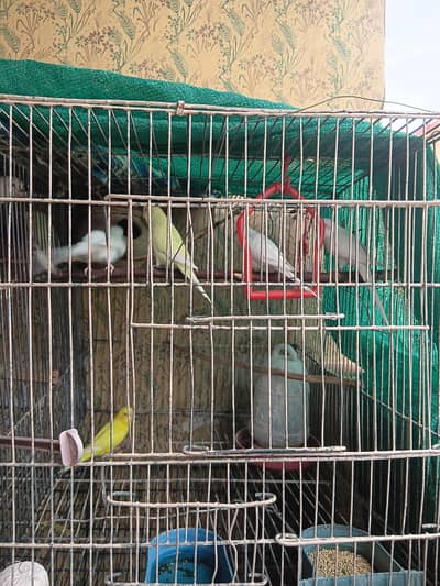 Red eyes parrot for sale