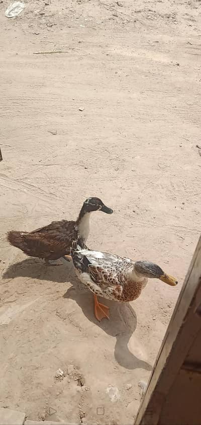بتخ ہ03007220289