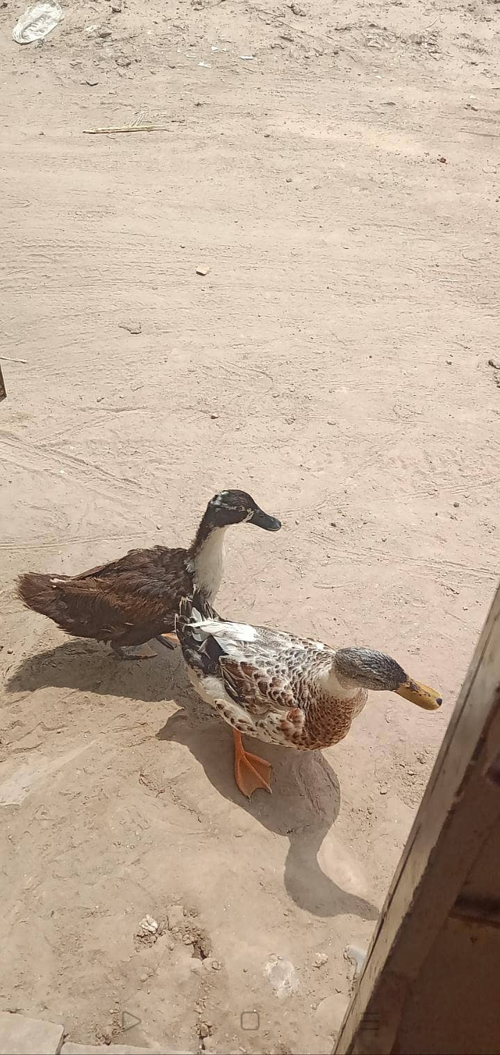 بتخ ہ03007220289 0