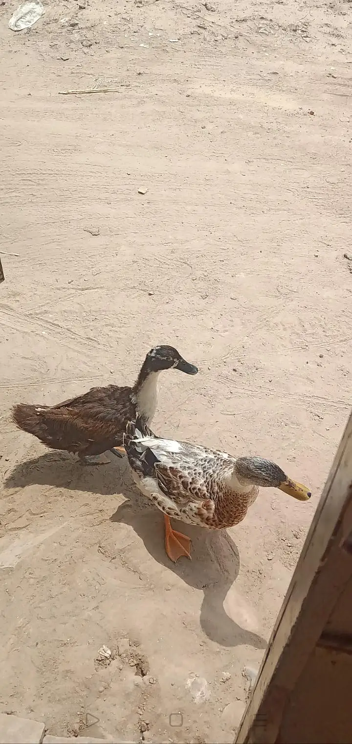 بتخ ہ03007220289