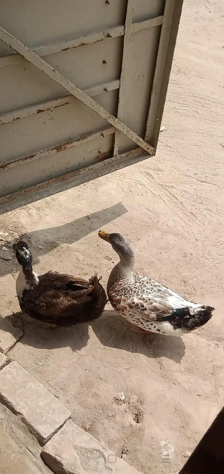 بتخ ہ03007220289 — photo 2
