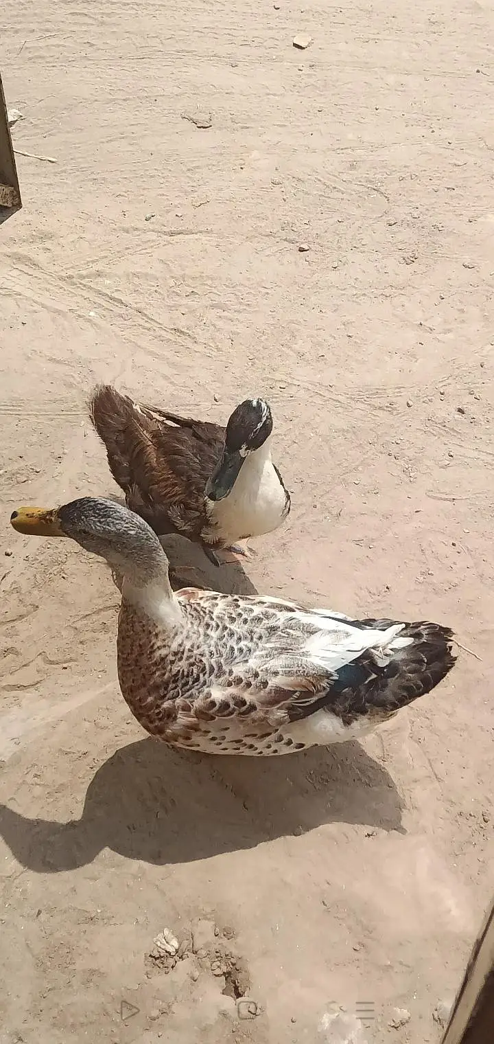 بتخ ہ03007220289 — photo 3