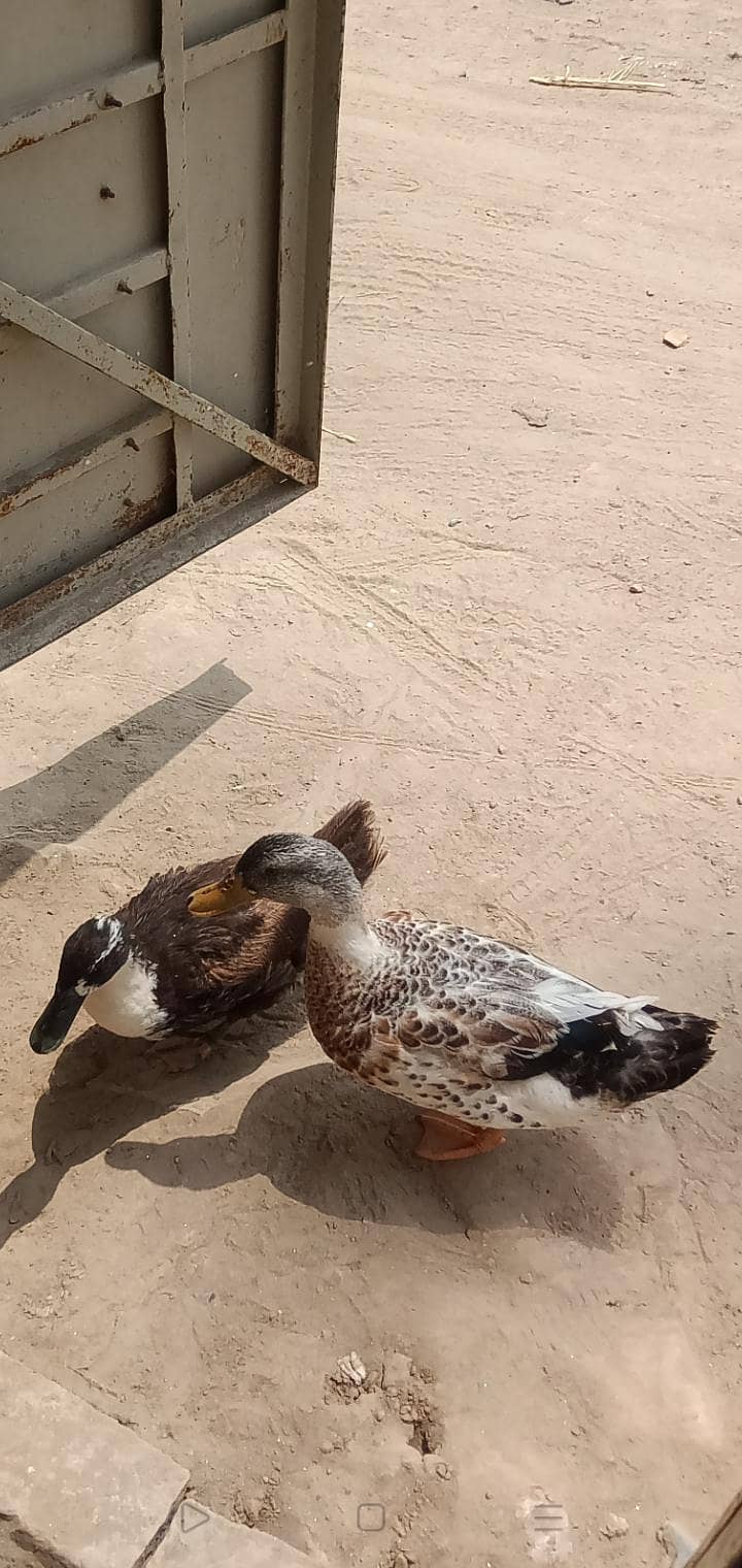بتخ ہ03007220289 3